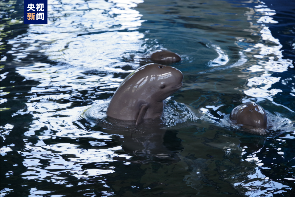 Three Yangtze finless porpoises in Baiji Aquarium of Institute of Hydrobiology, Chinese Academy of Sciences in Wuhan City, central China's Hubei Province. /CCTV