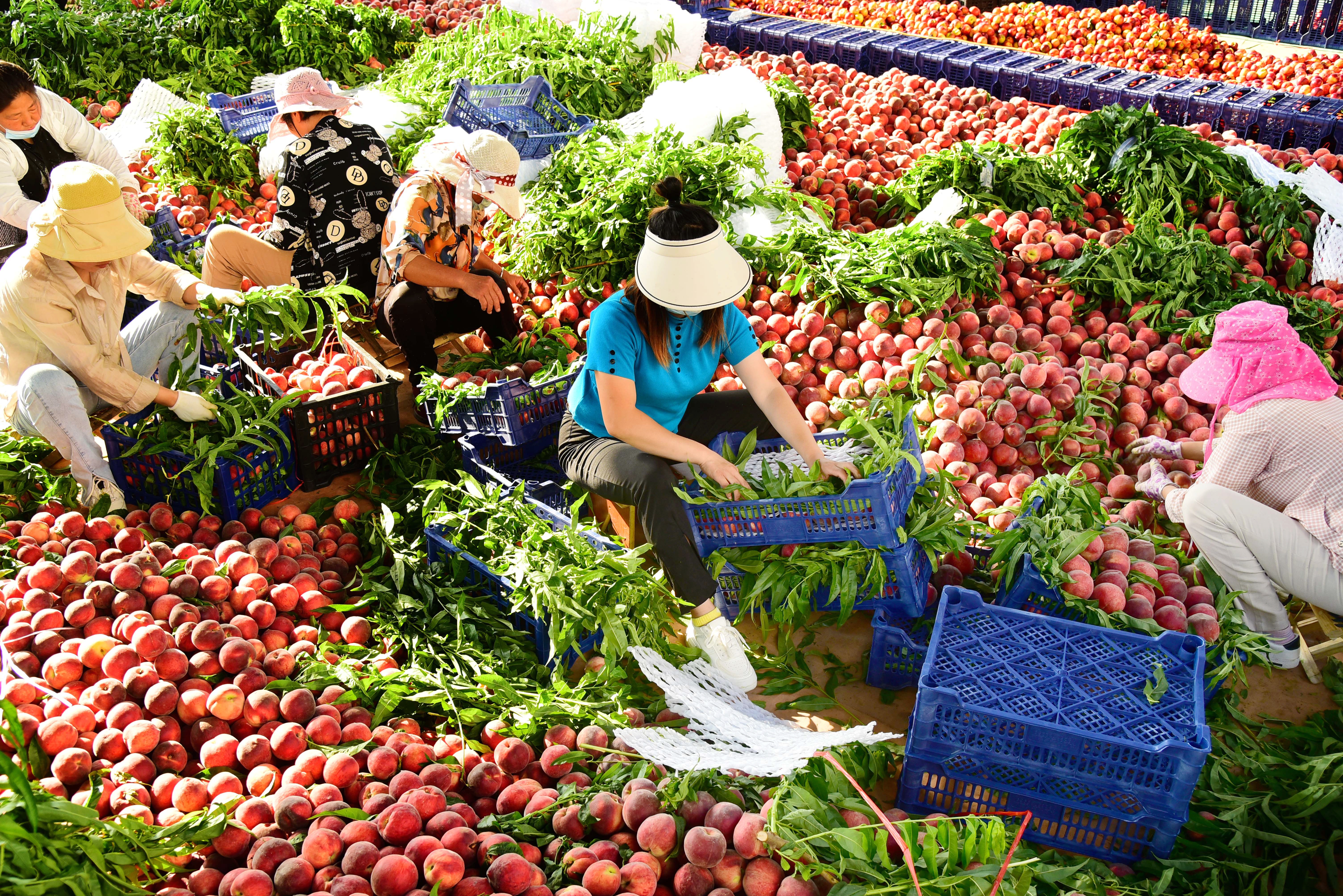 Farmers are busy harvesting peaches in Zaozhuang, Shandong Province, June 8, 2023. /CNSPHOTO