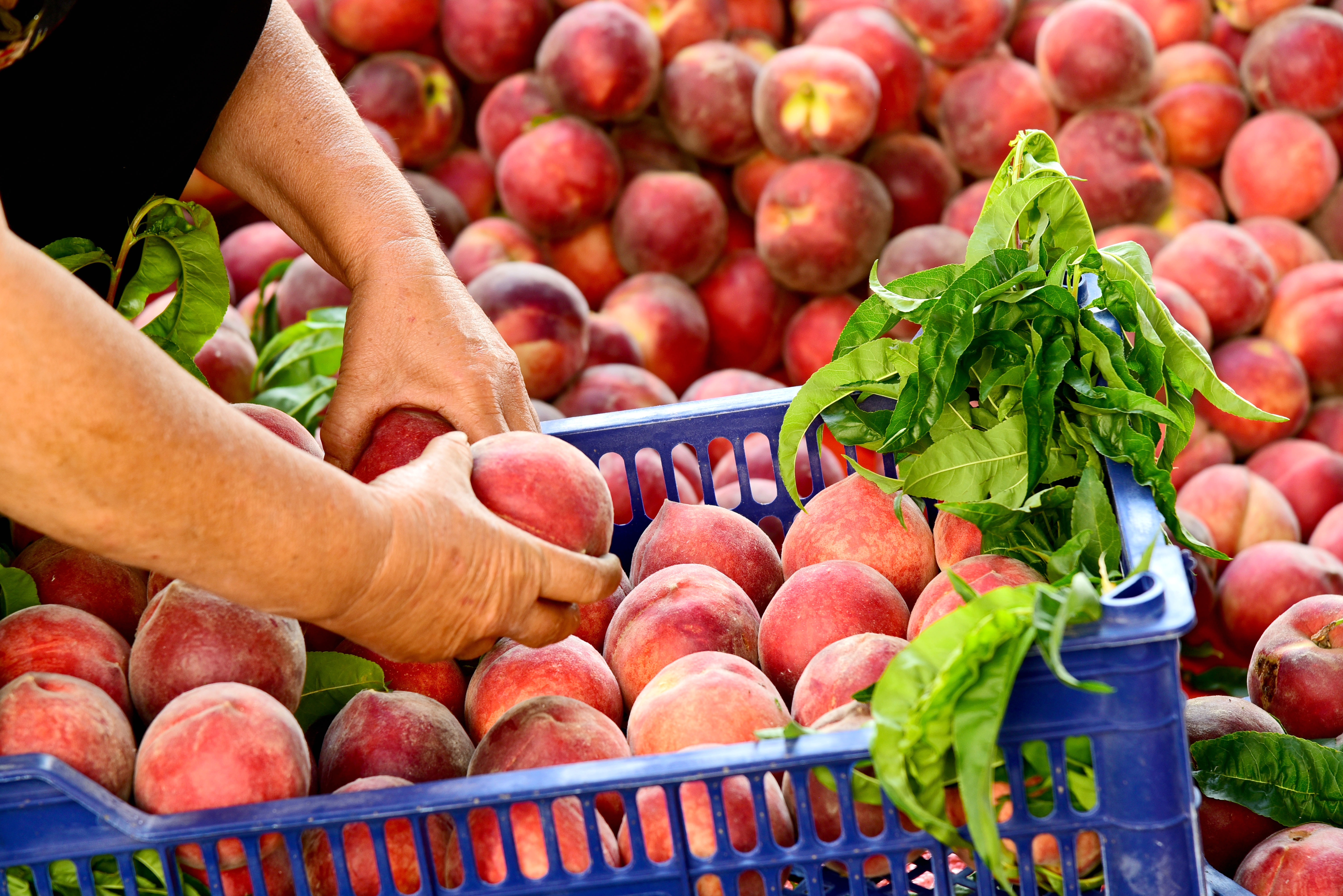 Farmers are busy harvesting peaches in Zaozhuang, Shandong Province, June 8, 2023. /CNSPHOTO