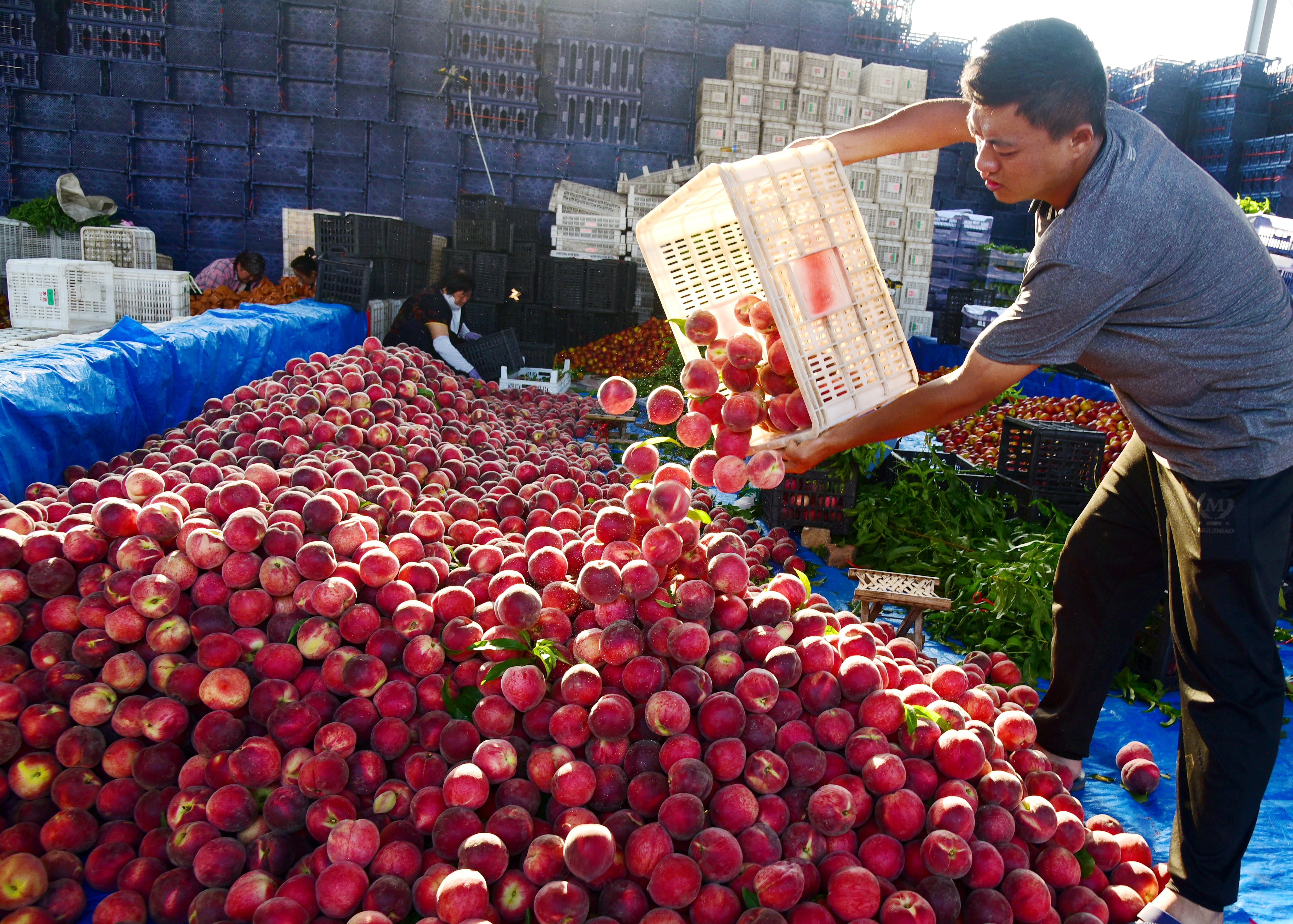 Farmers are busy harvesting peaches in Zaozhuang, Shandong Province, June 8, 2023. /CNSPHOTO