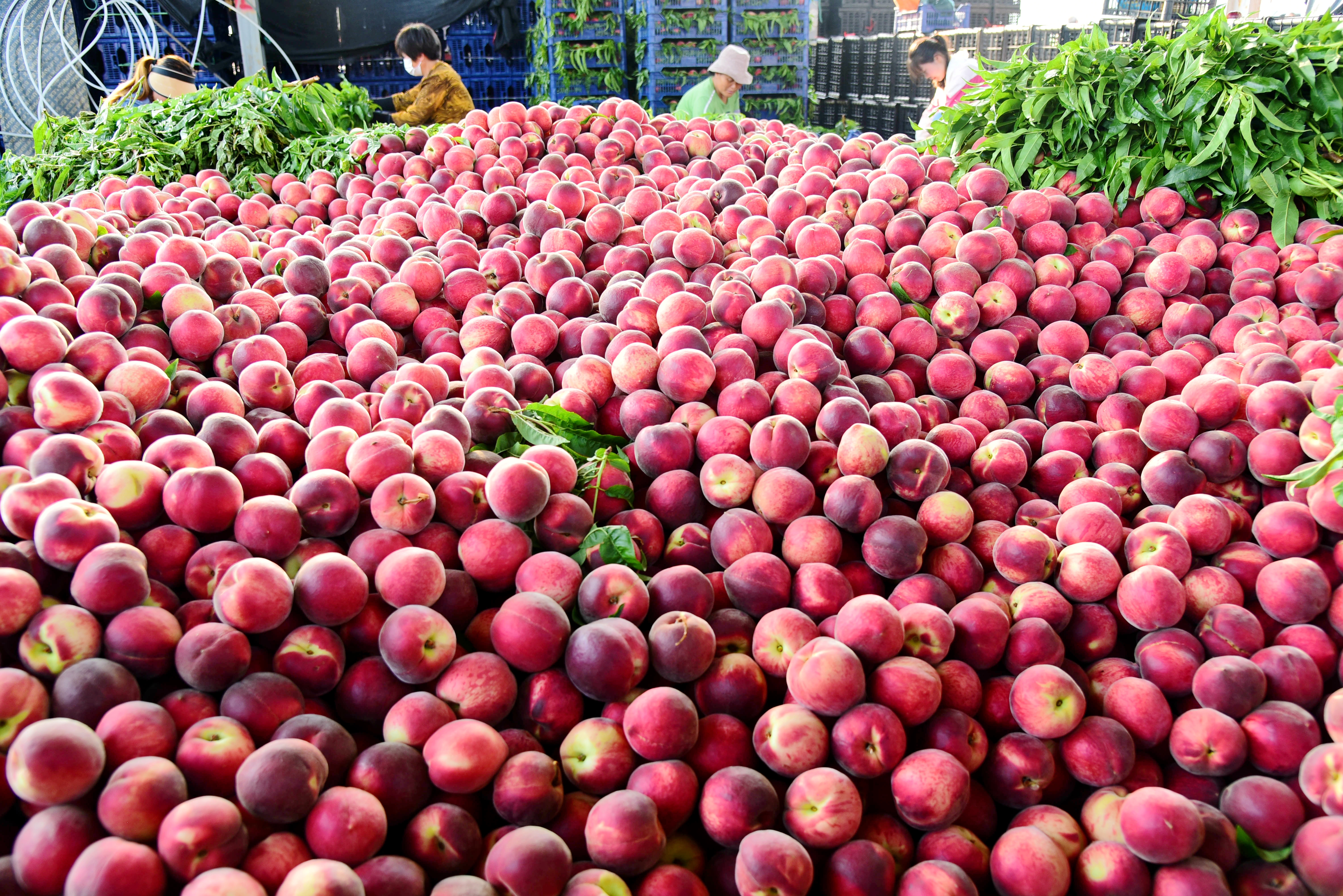 Farmers are busy harvesting peaches in Zaozhuang, Shandong Province, June 8, 2023. /CNSPHOTO