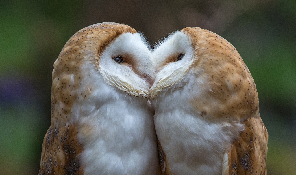 A file photo shows barn owls sharing a kiss and a snuggle in Warwickshire, UK. /CFP