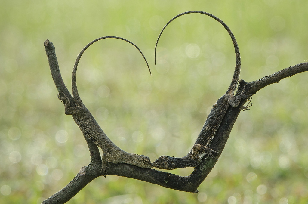 A file photo shows two Draco volans lizards pecking each other on branches while forming a heart shape with their tails in Java, Indonesia. /CFP