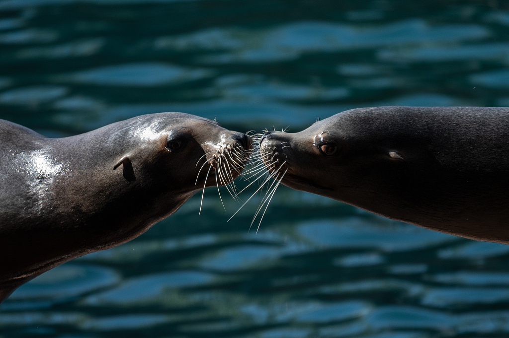 A file photo shows two sea lions in Madrid, Spain, move in closer for a kiss as their whiskers brush each other. /CFP