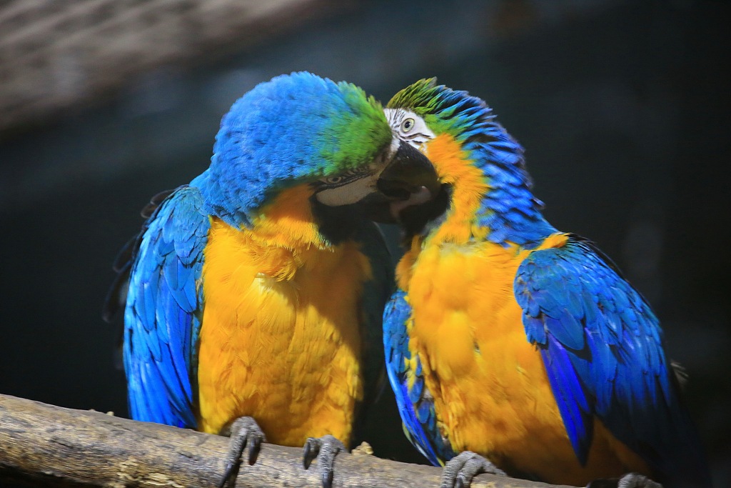 A file photo shows a pair of parrots with entangled beaks at Beijing Zoo. /CFP