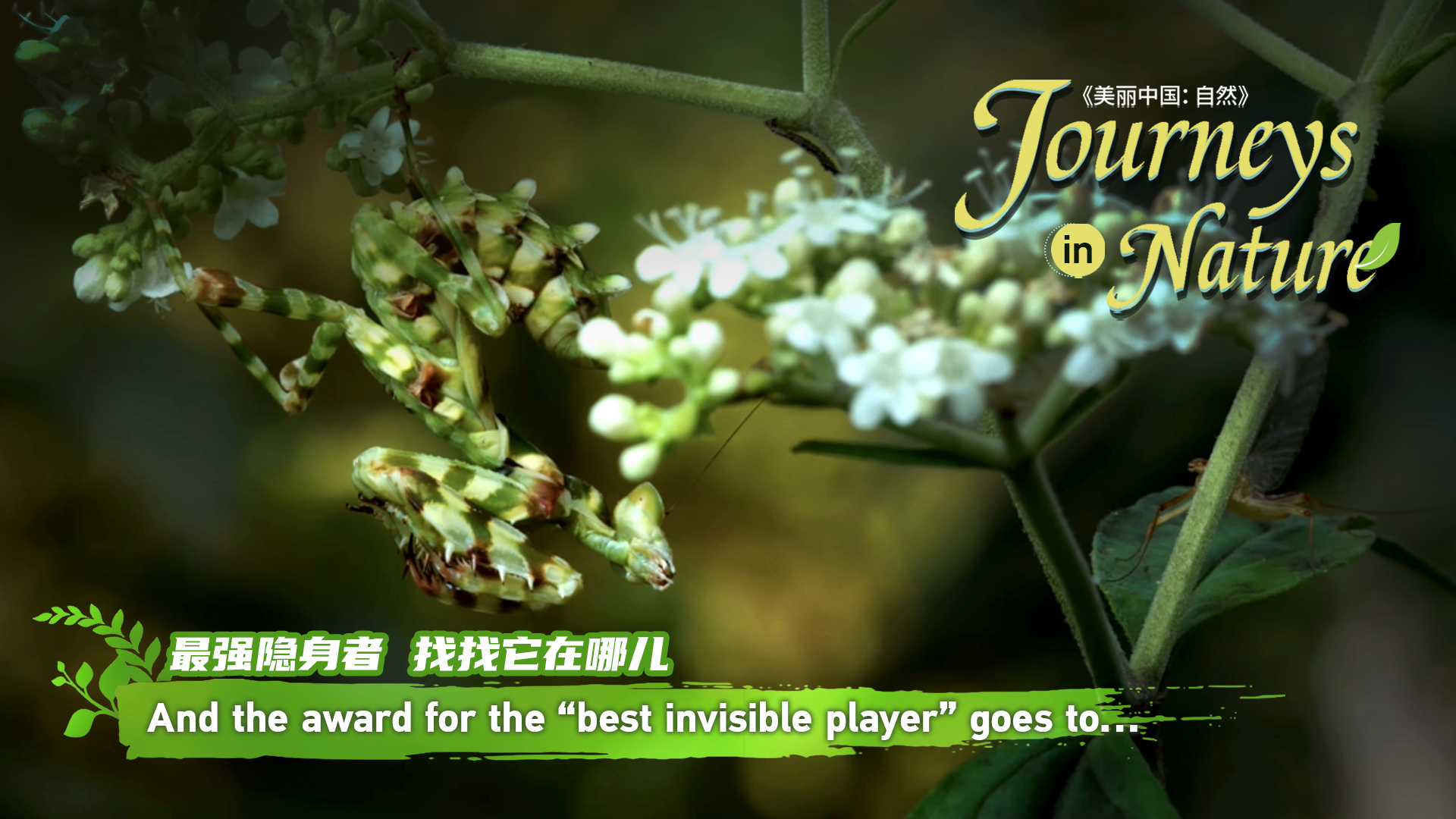 CGTN Nature to release 'Journeys in Nature: Northern Guangdong Woodland Series'