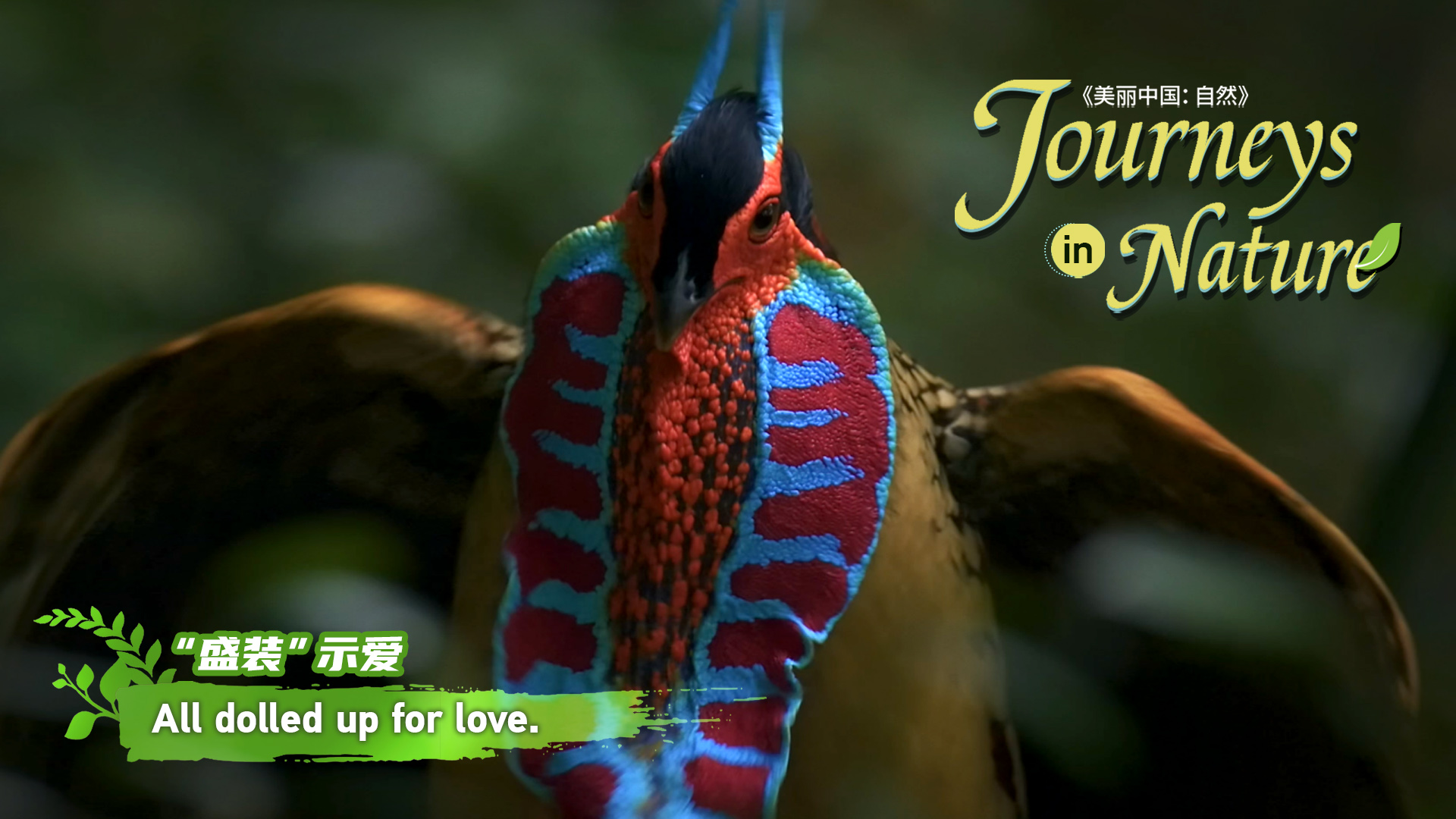 CGTN Nature to release 'Journeys in Nature: Northern Guangdong Woodland Series'