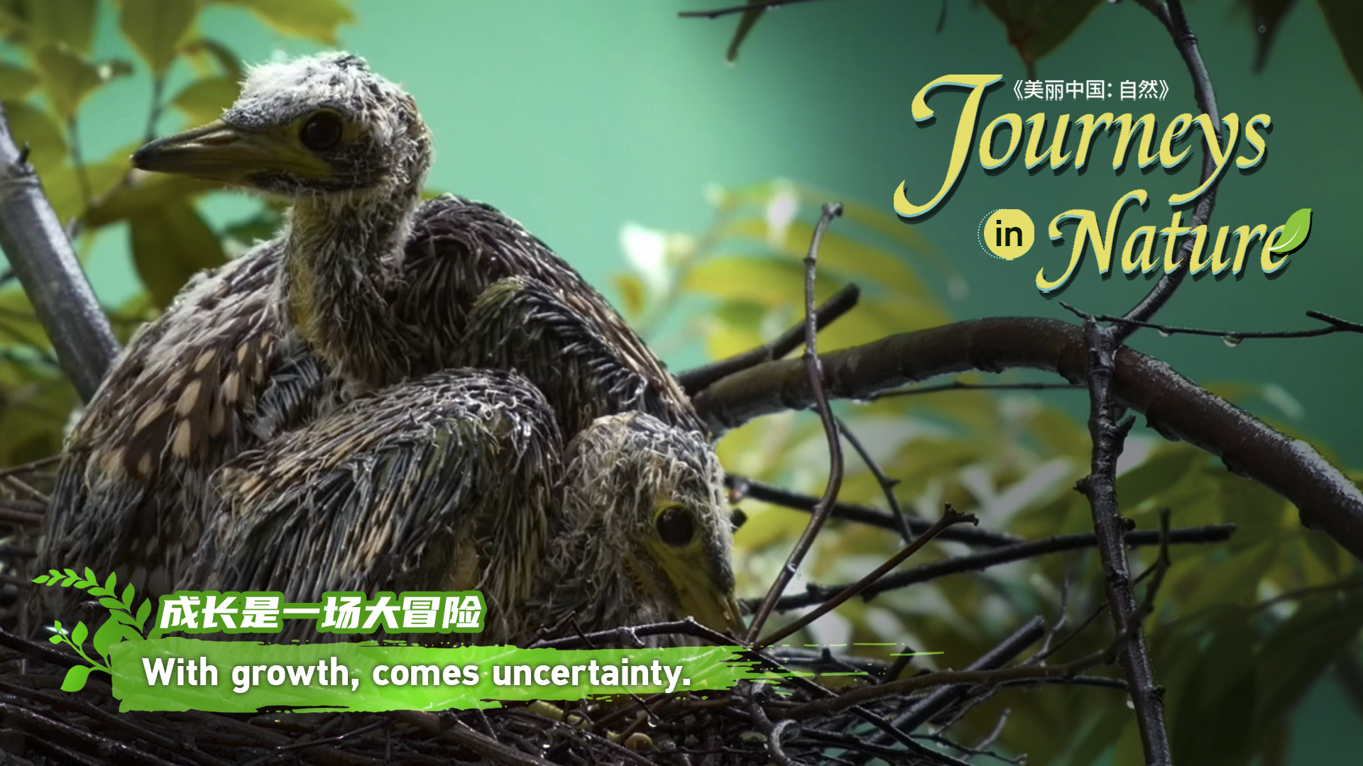 CGTN Nature to release 'Journeys in Nature: Northern Guangdong Woodland Series'