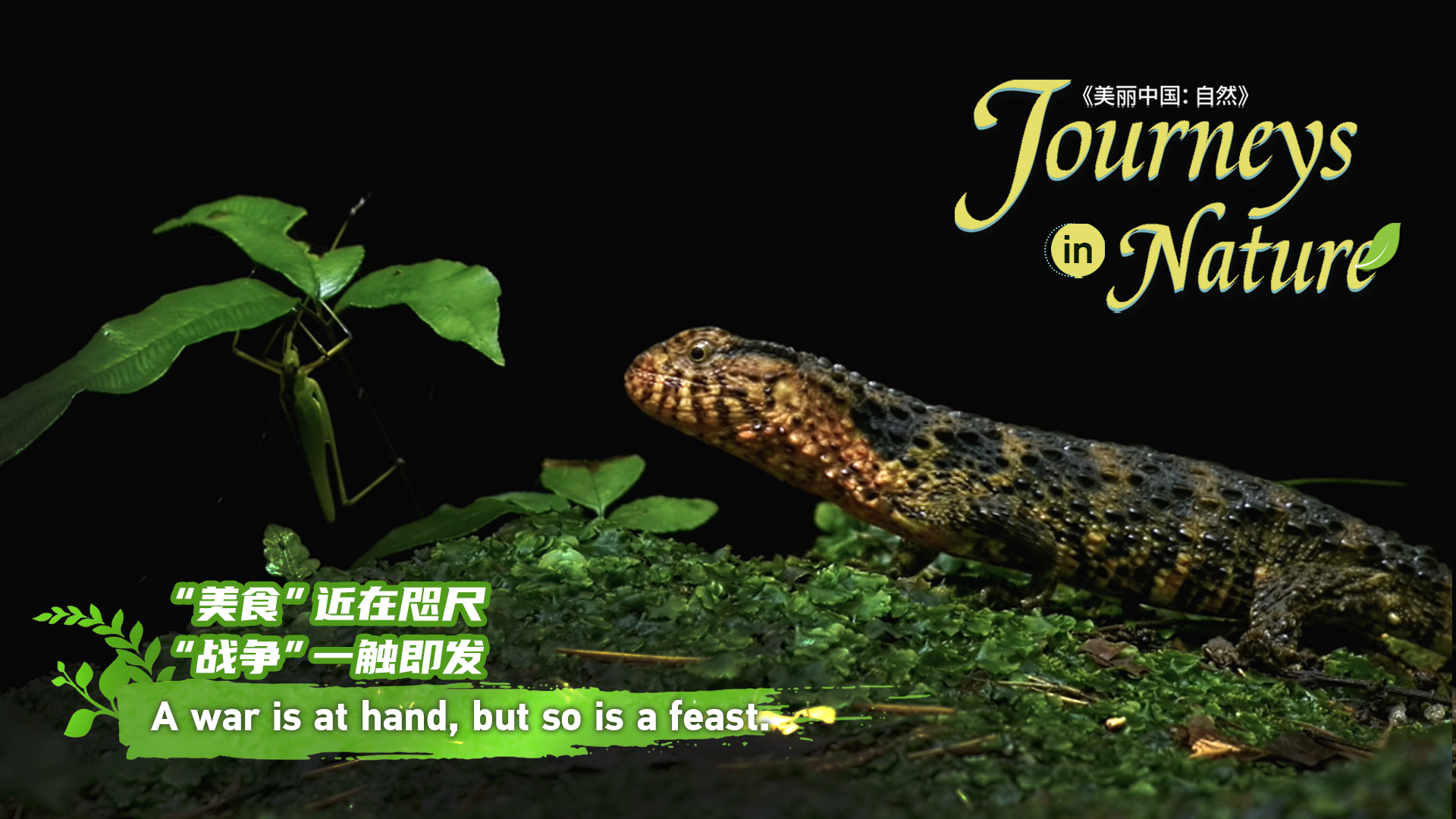 CGTN Nature to release 'Journeys in Nature: Northern Guangdong Woodland Series'