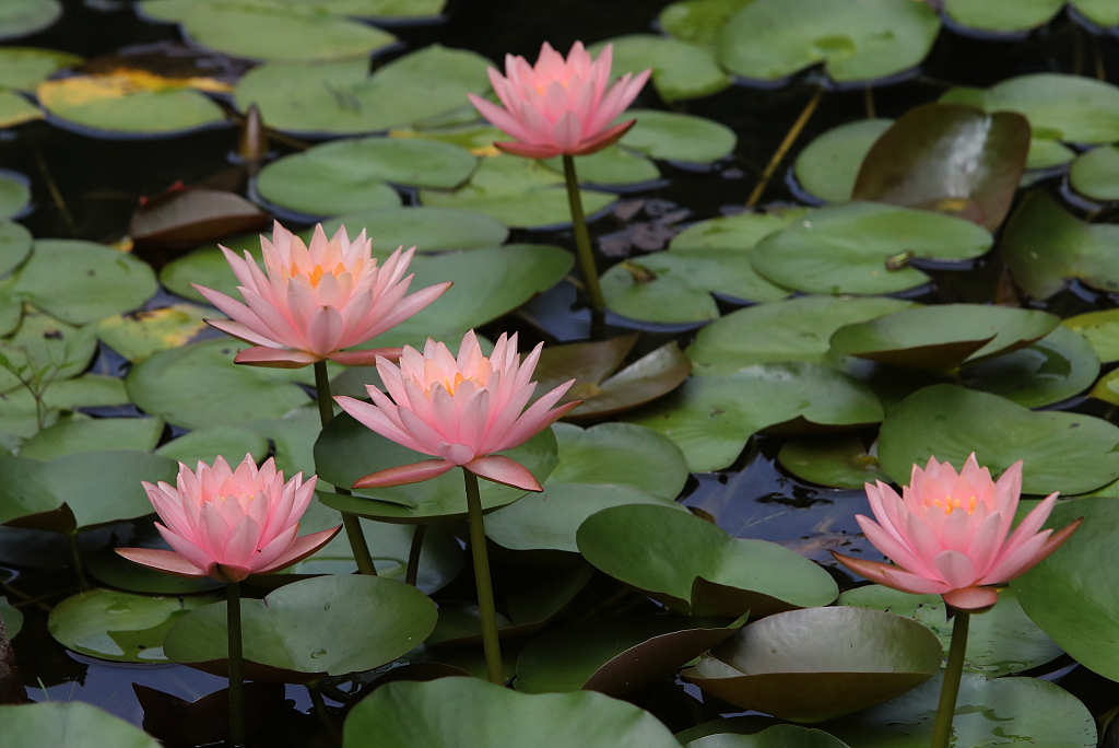 Lotus, water lilies bloom after mild rains in east China CGTN