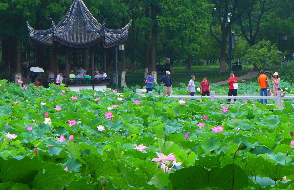 Tourists enjoy a view of blooming lotus and water lilies at Kunshanting Park in Suzhou, Jiangsu, July 6, 2023. /CFP