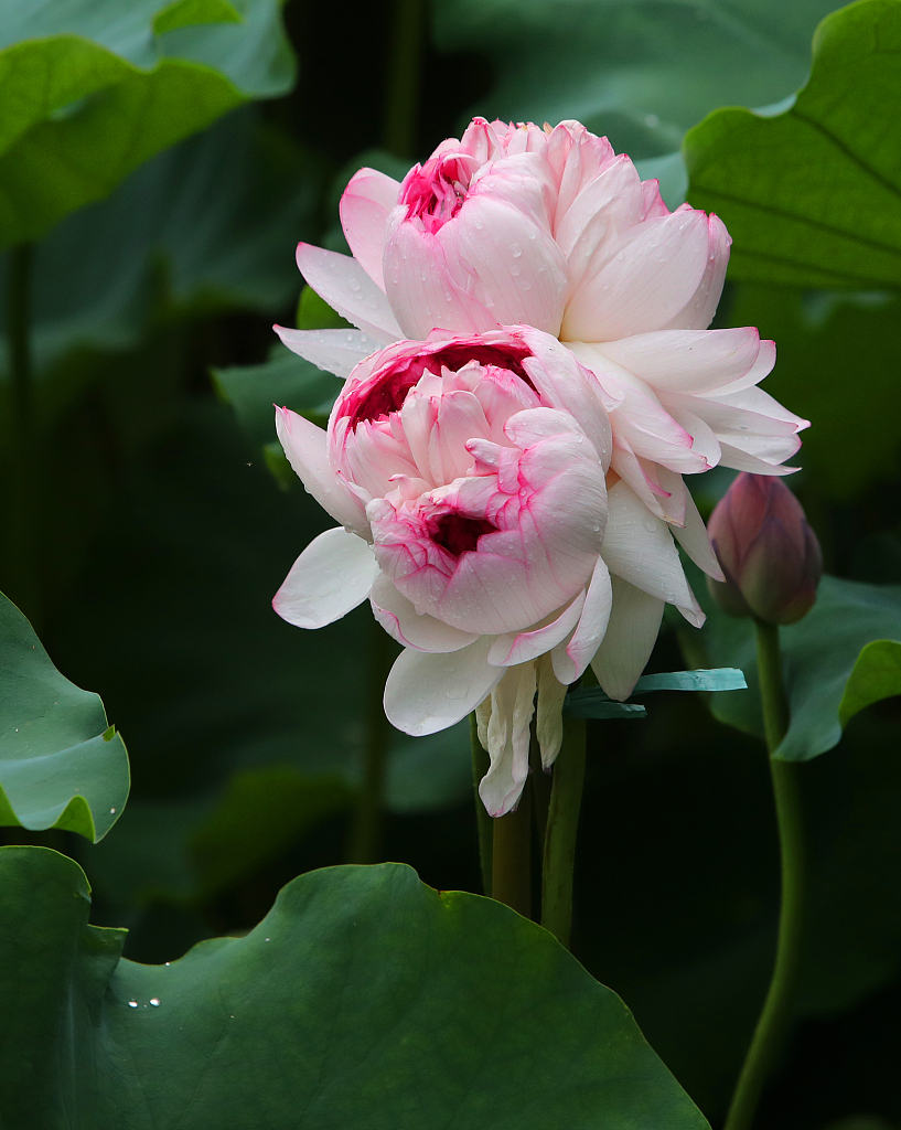 A twin lotus is half-blooming at Kunshanting Park in Suzhou, Jiangsu, July 6, 2023. /CFP