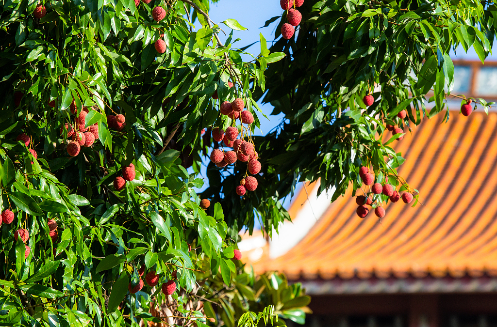 Two 1,000-year-old litchi trees yield fruit at Xichan Temple, Fuzhou, Fujian Province, July 7, 2023. /CFP