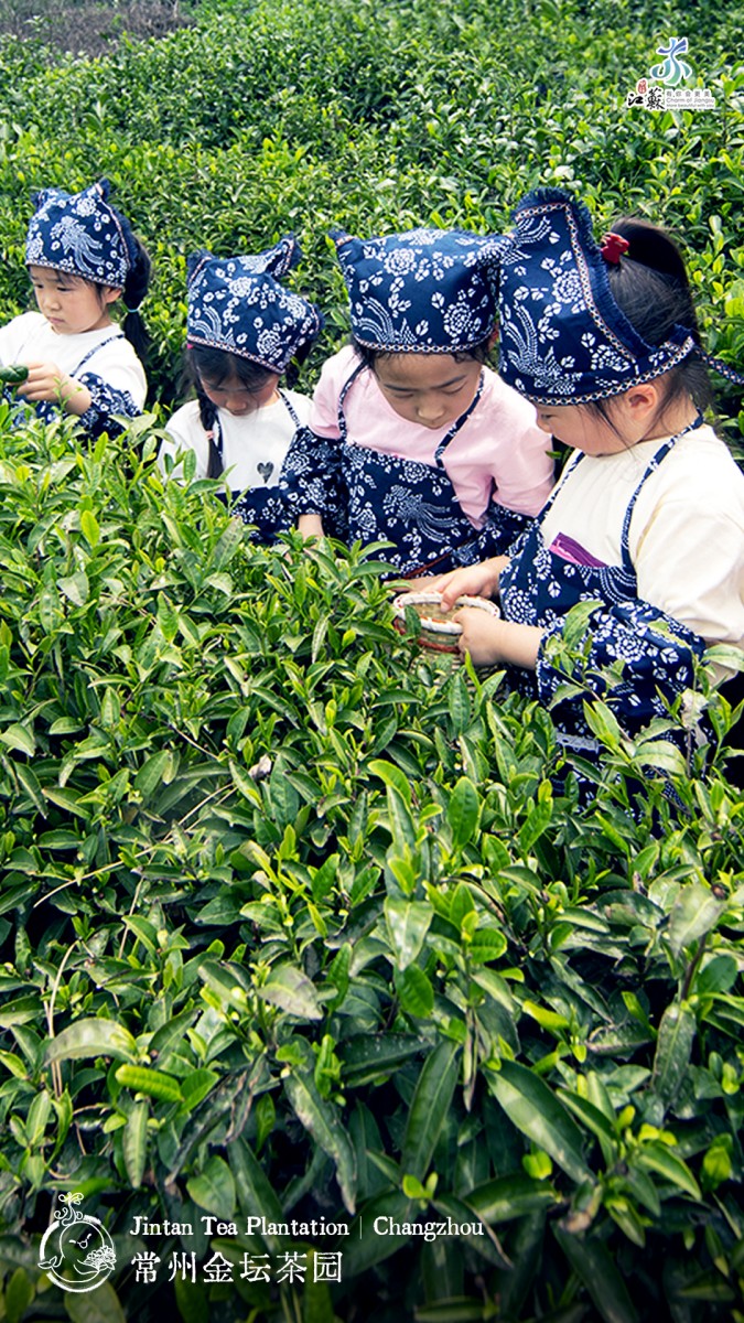 This undated photo shows Jintan Tea Plantation in Changzhou, Jiangsu Province. /Photo provided to CGTN