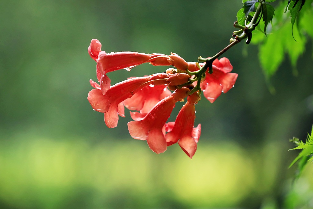 Chinese trumpet creeper stock image. Image of trumpet - 75938331