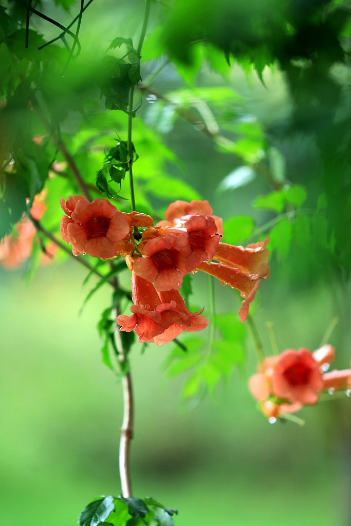 Chinese trumpet creeper stock image. Image of lingxiaohua - 75938903