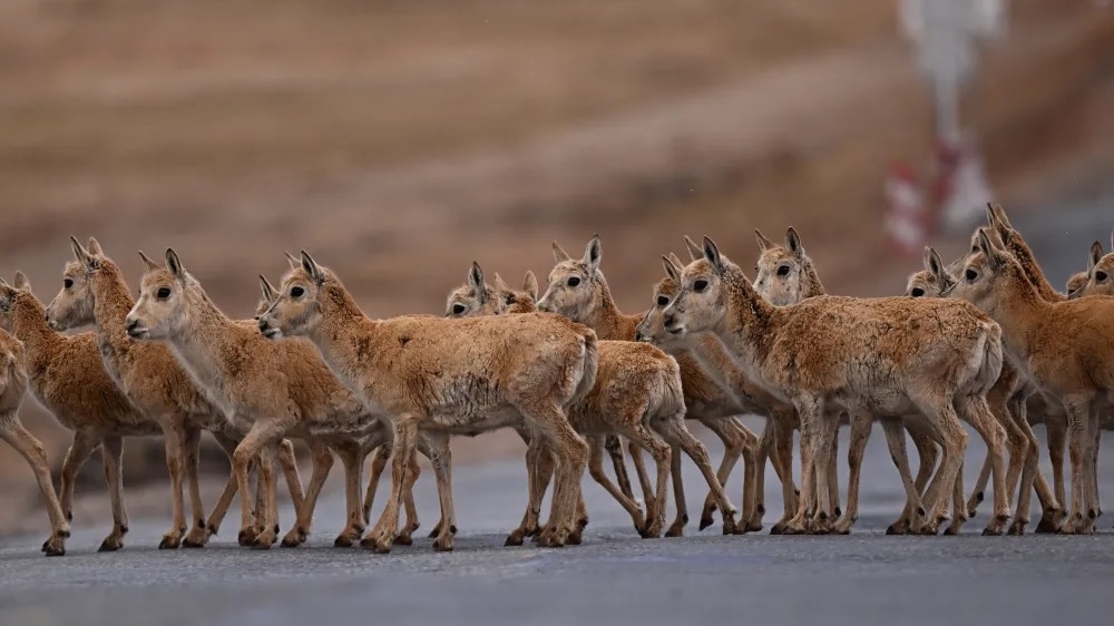 Live: Meet Tibetan antelopes on a migration trip in SW China