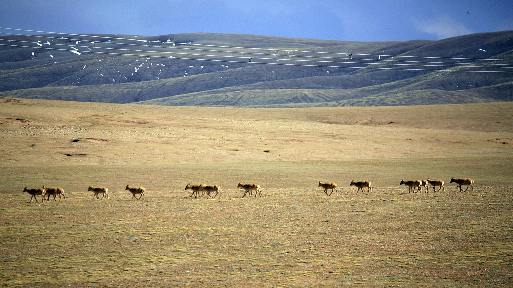 Live: Tibetan antelopes migrate and give birth in NW China's Xinjiang