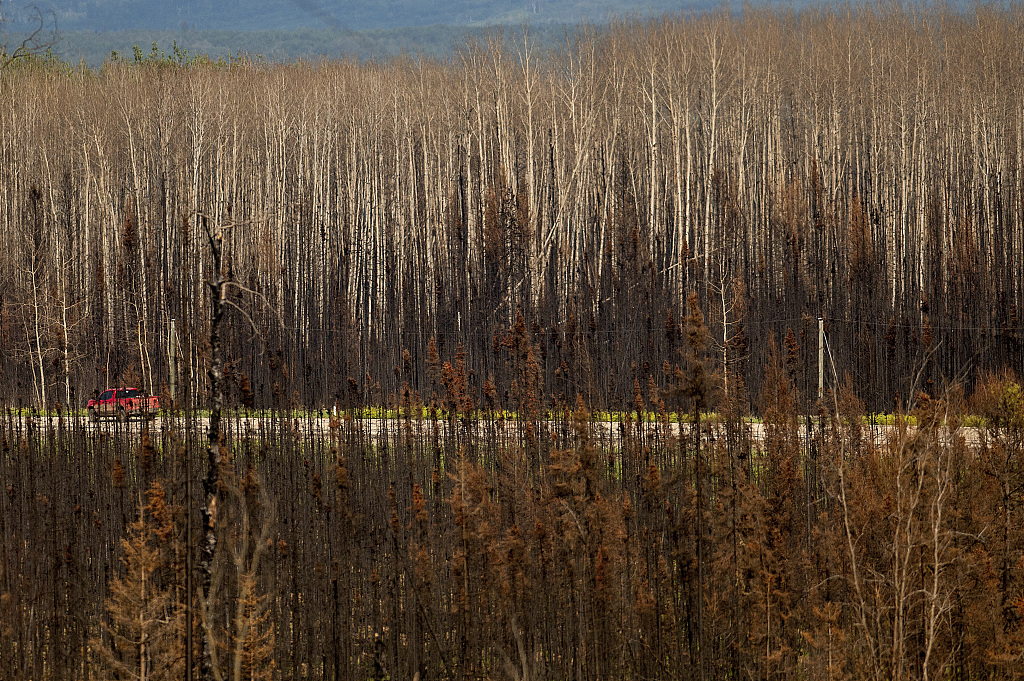 Scorched trees in the East Prairie Metis Settlement, Alberta, Canada, July 4, 2023. /VCG