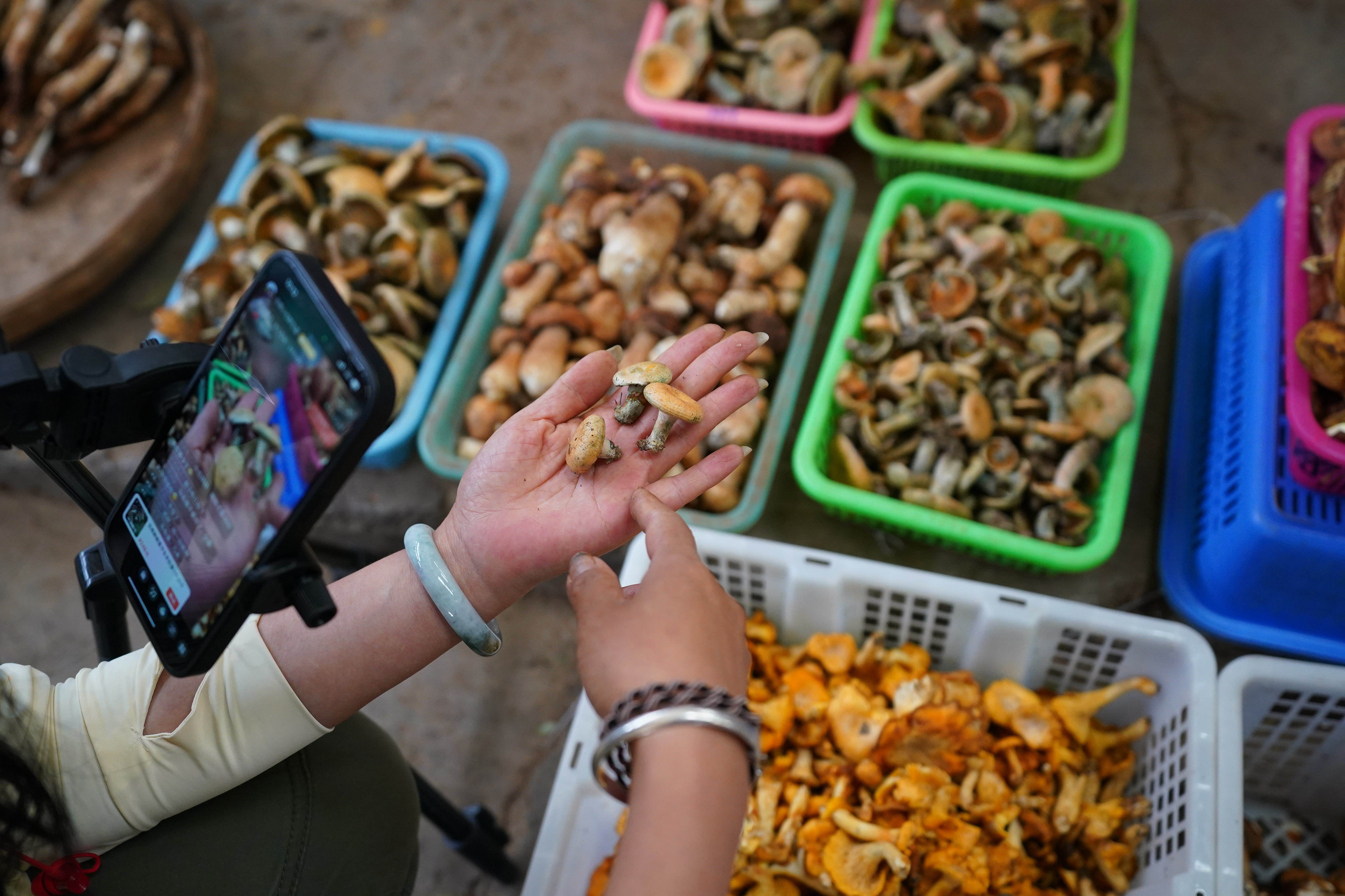 A market vendor sells wild mushrooms via online streaming services in Kunming, Yunnan on June 6, 2023. Every year in late June and July, Yunnan hits its rainy season. Heavy rainfall over the green mountains of the province helps the wild savory mushrooms to grow in abundance. /CNSPHOTO