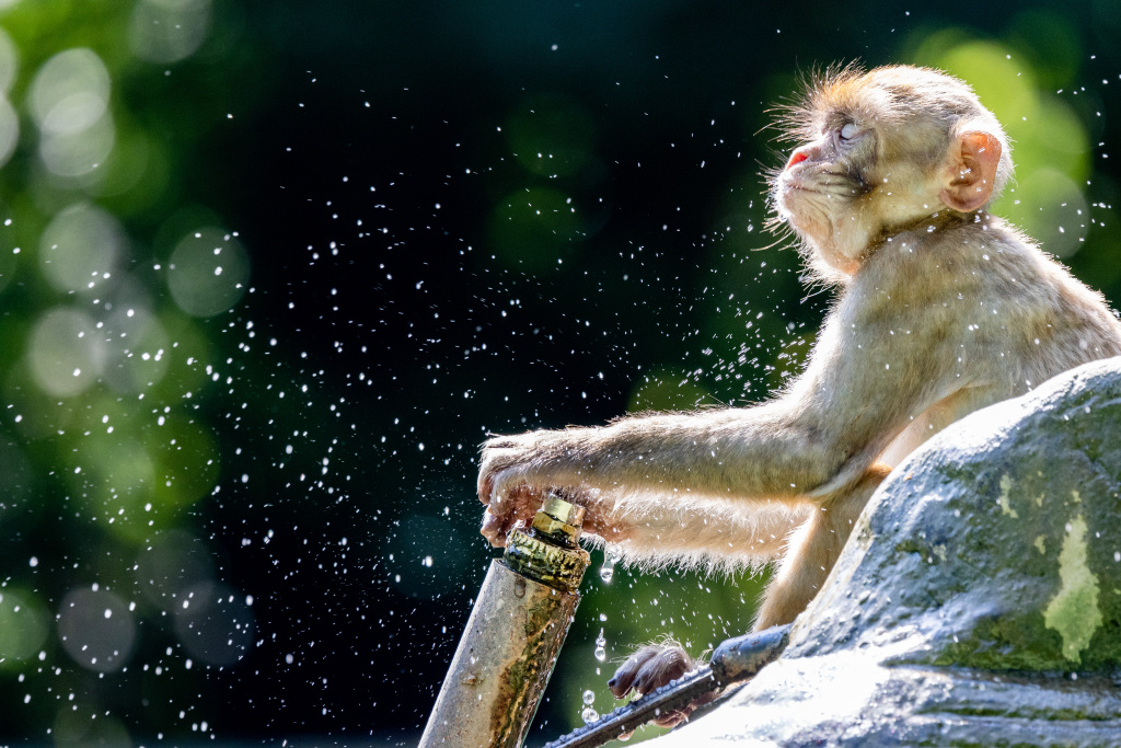 Monkeys at a zoo in Huaibei, Anhui are photographed splashing in water to help them keep cool in the soaring summer heat, July 8, 2023. /CFP