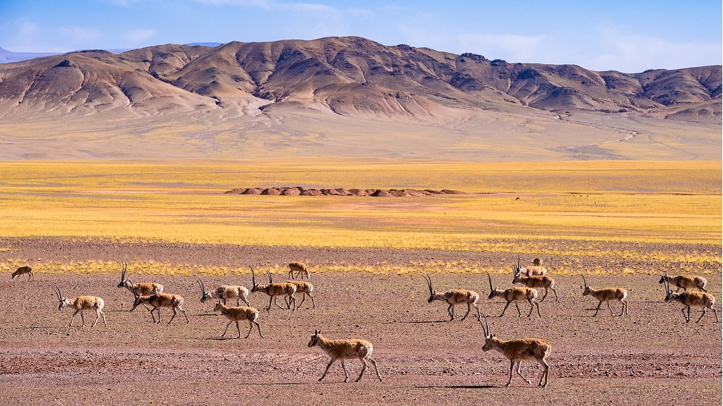 Live: Tibetan antelopes' spectacular migration trip in SW China