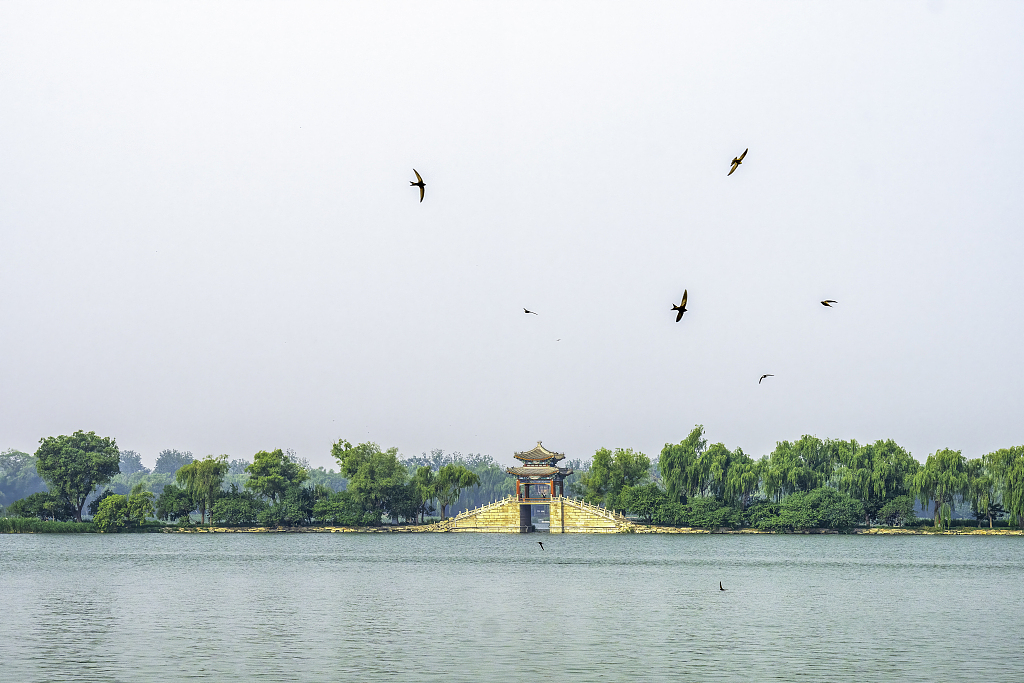 Beijing swifts in Summer Palace of Beijing. /VCG