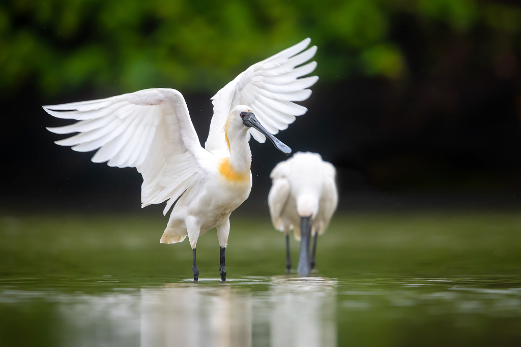 The black-faced spoonbills. /VCG