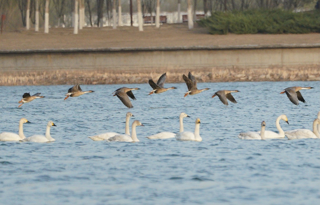 Migratory birds in Nanhaizi Park of Beijing. /CFP