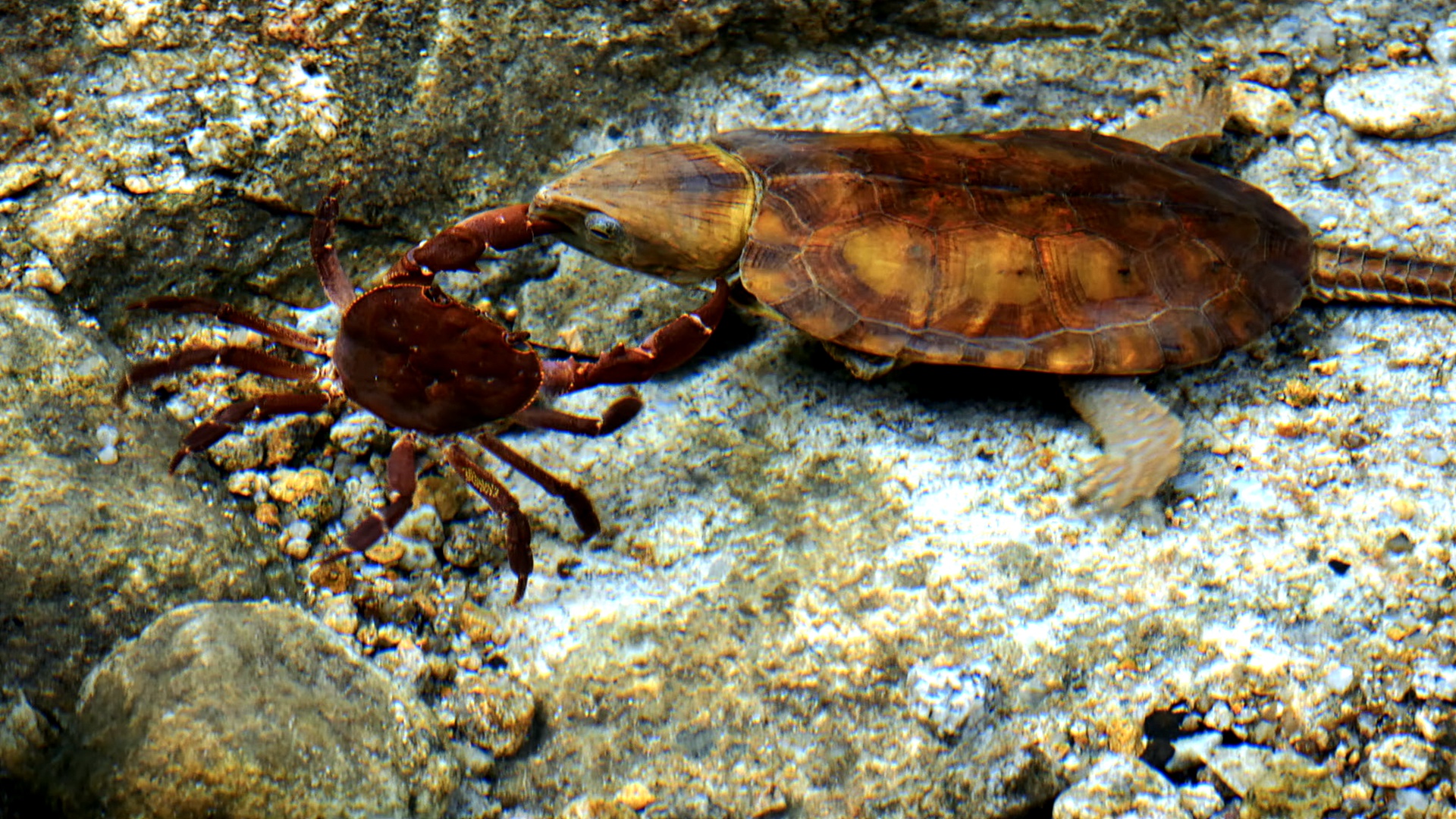 Northern Guangdong Woodland Series | Episode 2: Big-headed turtle