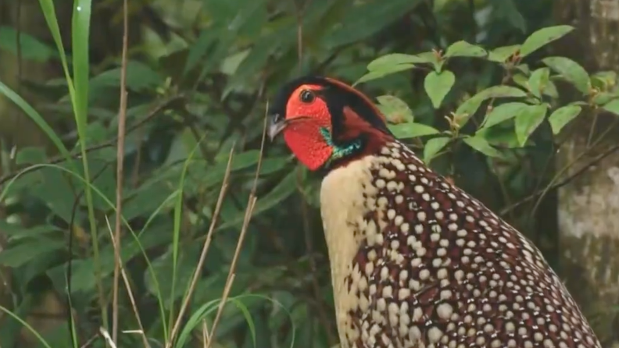 Image of cabot's tragopan captured in Wuyishan National Park. /Wuyishan National Park