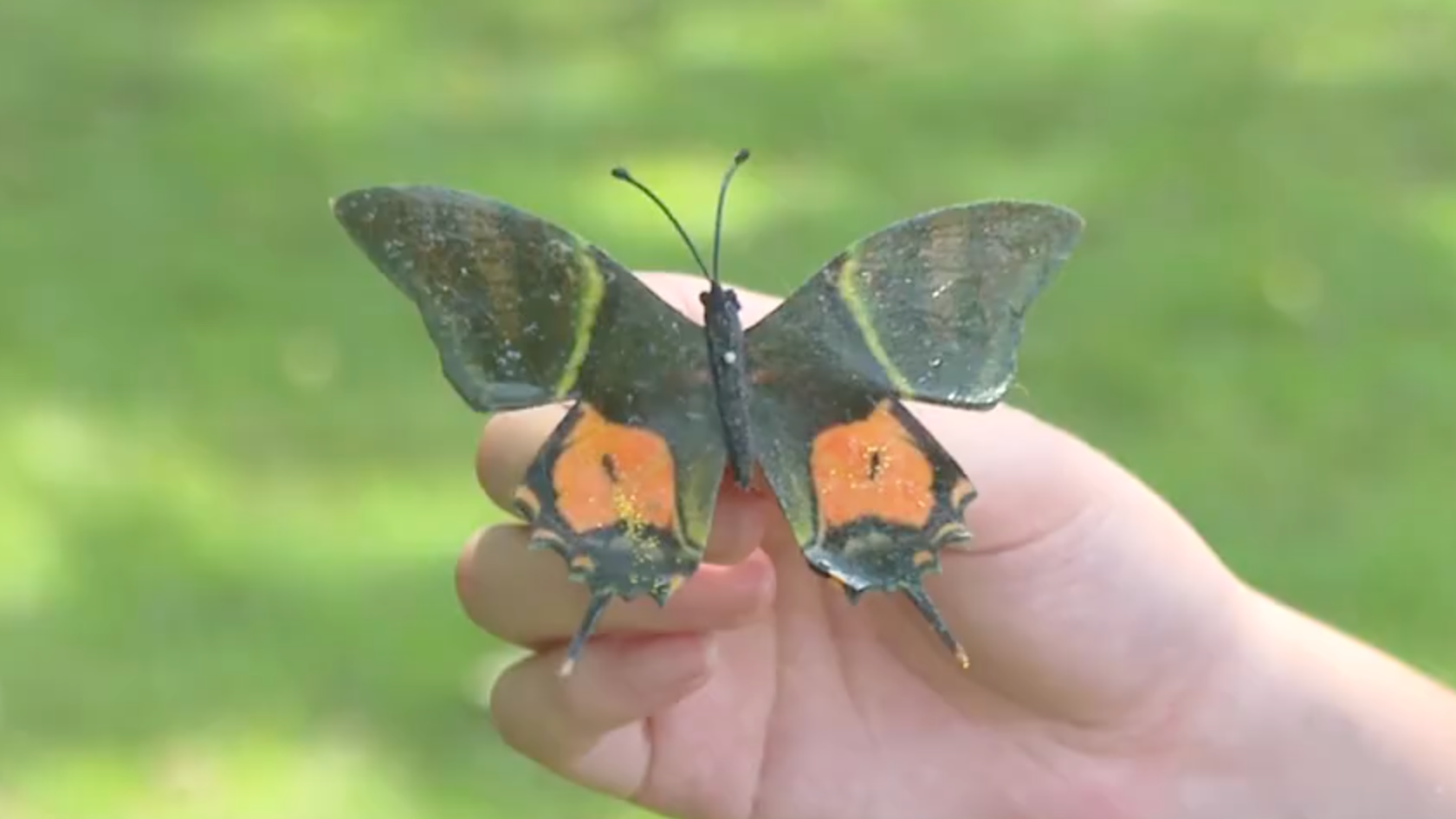 Image of golden Kaiser-i-Hind captured in Wuyishan National Park. /Wuyishan National Park