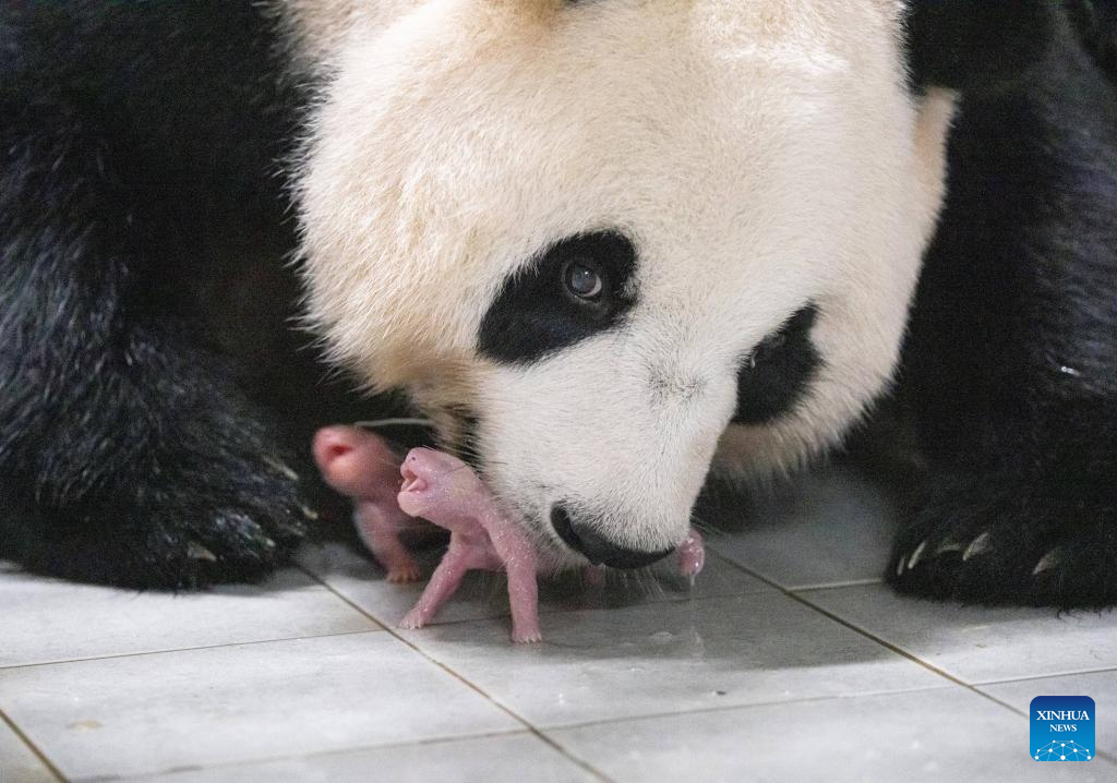 Giant panda Ai Bao and its cubs are pictured at Everland Resort in Yongin, South Korea, July 7, 2023. Ai Bao, a giant panda leased by China to South Korea seven years ago, gave birth to twin cubs on July 7. /Everland Resort (Handout via Xinhua)