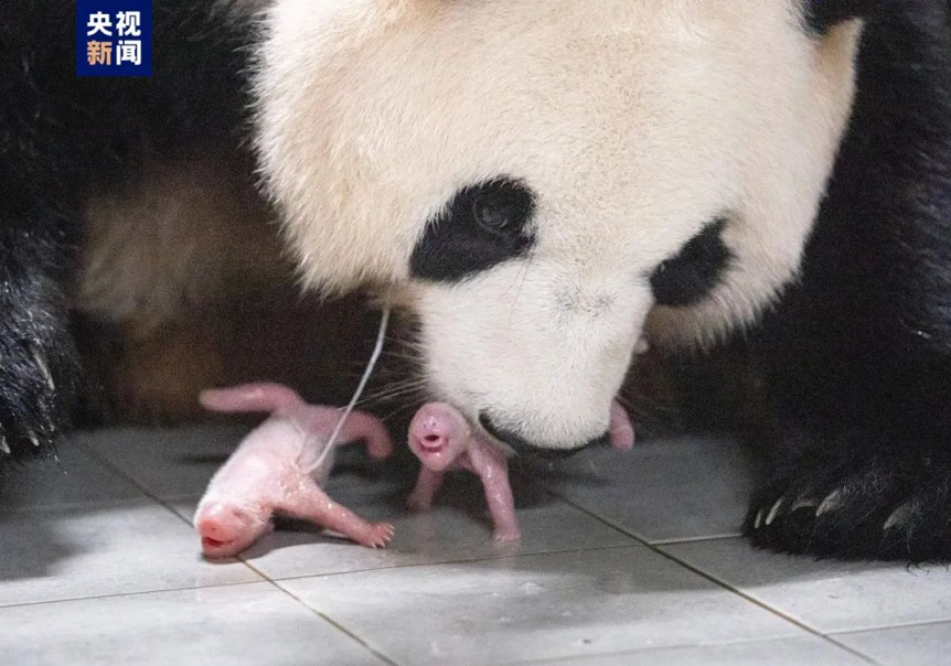 Giant panda Hua Ni gave birth to twin female cubs at South Korea's Everland amusement park on July 7, 2023. /Everland via CCTVNEWS