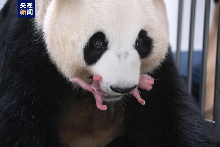 Giant panda Hua Ni is seen with one of her newborn cubs. /Everland via CCTVNEWS