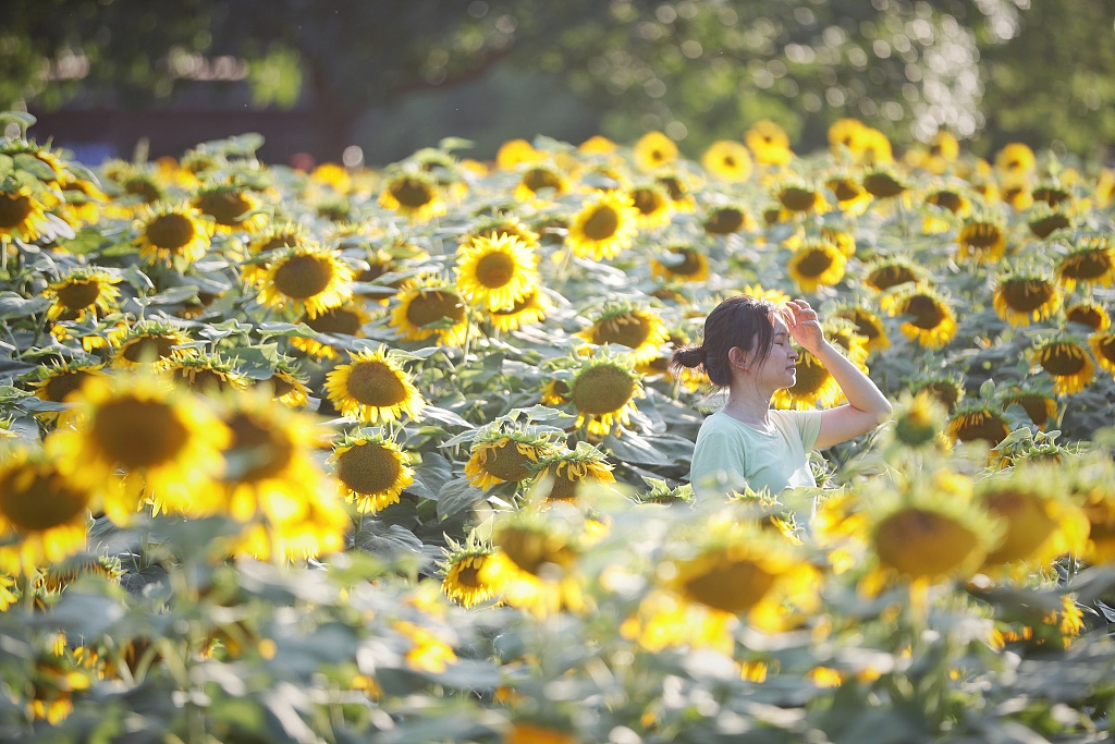 A woman poses among the sunflowers at Beijing Olympic Forest Park on July 9, 2023. /CFP