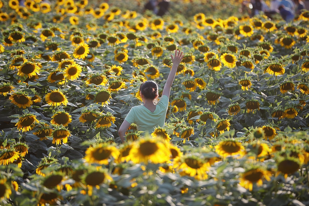 A woman poses among the sunflowers at Beijing Olympic Forest Park on July 9, 2023. /CFP