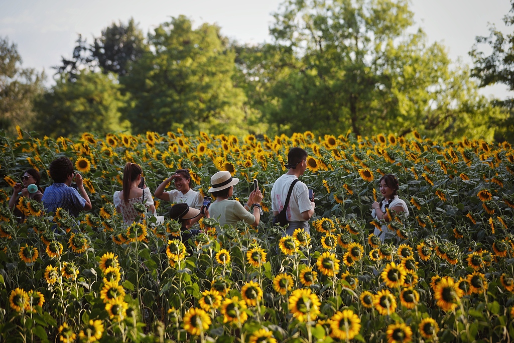 Visitors enjoy the scenery at a sunflower field at Beijing Olympic Forest Park on July 9, 2023. /CFP