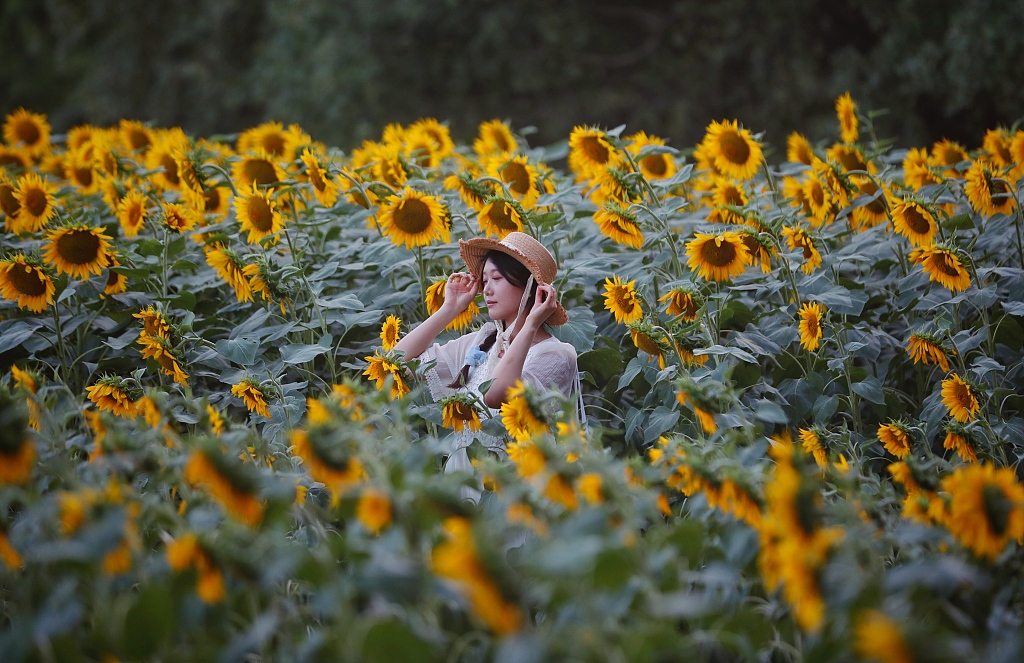 A woman poses among the sunflowers at Beijing Olympic Forest Park on July 9, 2023. /CFP