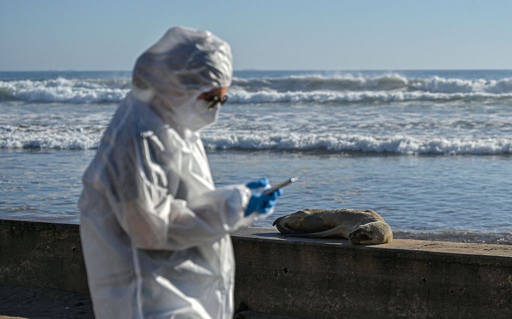 Employees of the National Fisheries and Aquaculture Service (Sernapesca) attempt to control a sea lion at a beach in La Serena, Chile on May 31, 2023 while bird flu had killed almost 9,000 local marine animals this year. /CFP