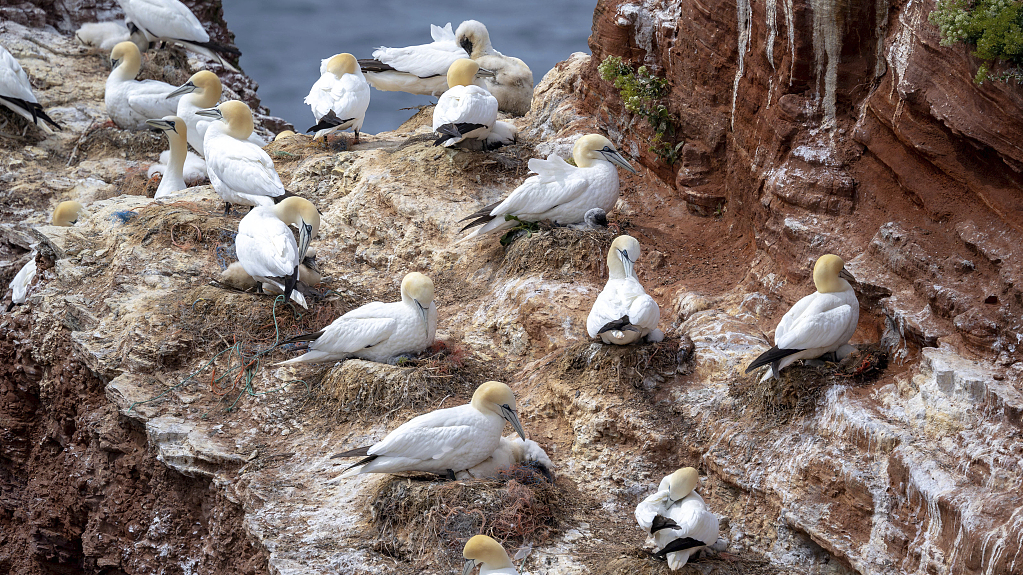 Gannets breed on the deep-sea island of Helgoland in Germany. The avian influenza raging on Helgoland now also affects the gannet habitats. /CFP