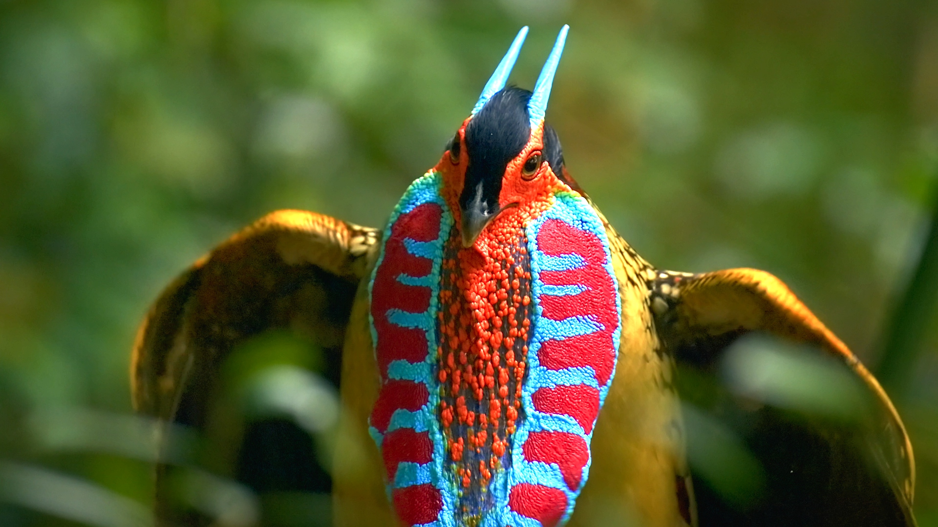Northern Guangdong Woodland Series | Episode 6: Cabot's tragopan
