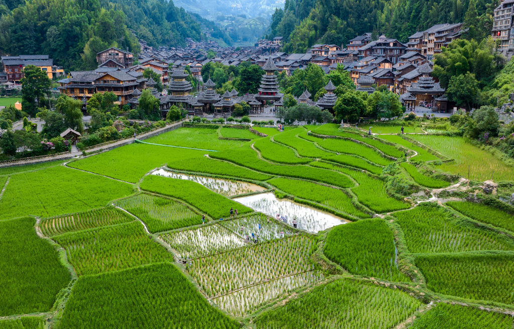 Paddy fields in the ancient Zhaoxing Dong Village in Qiandongnan Miao and Dong Autonomous Prefecture, Guizhou Province /CFP