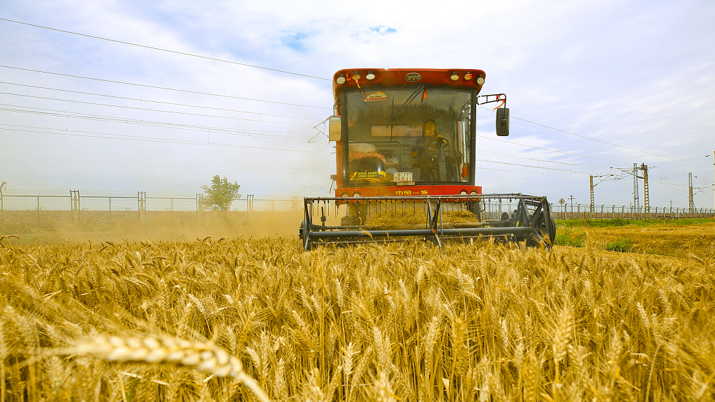 A view of wheat harvest in Nanyang City, central China's Henan Province, June 2, 2023. /CFP
