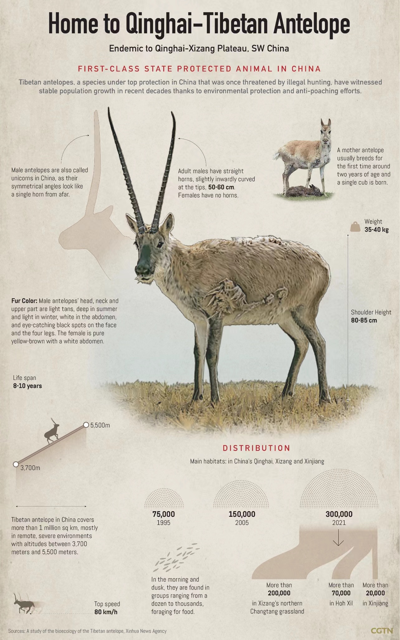 China strengthens protection of Tibetan antelope