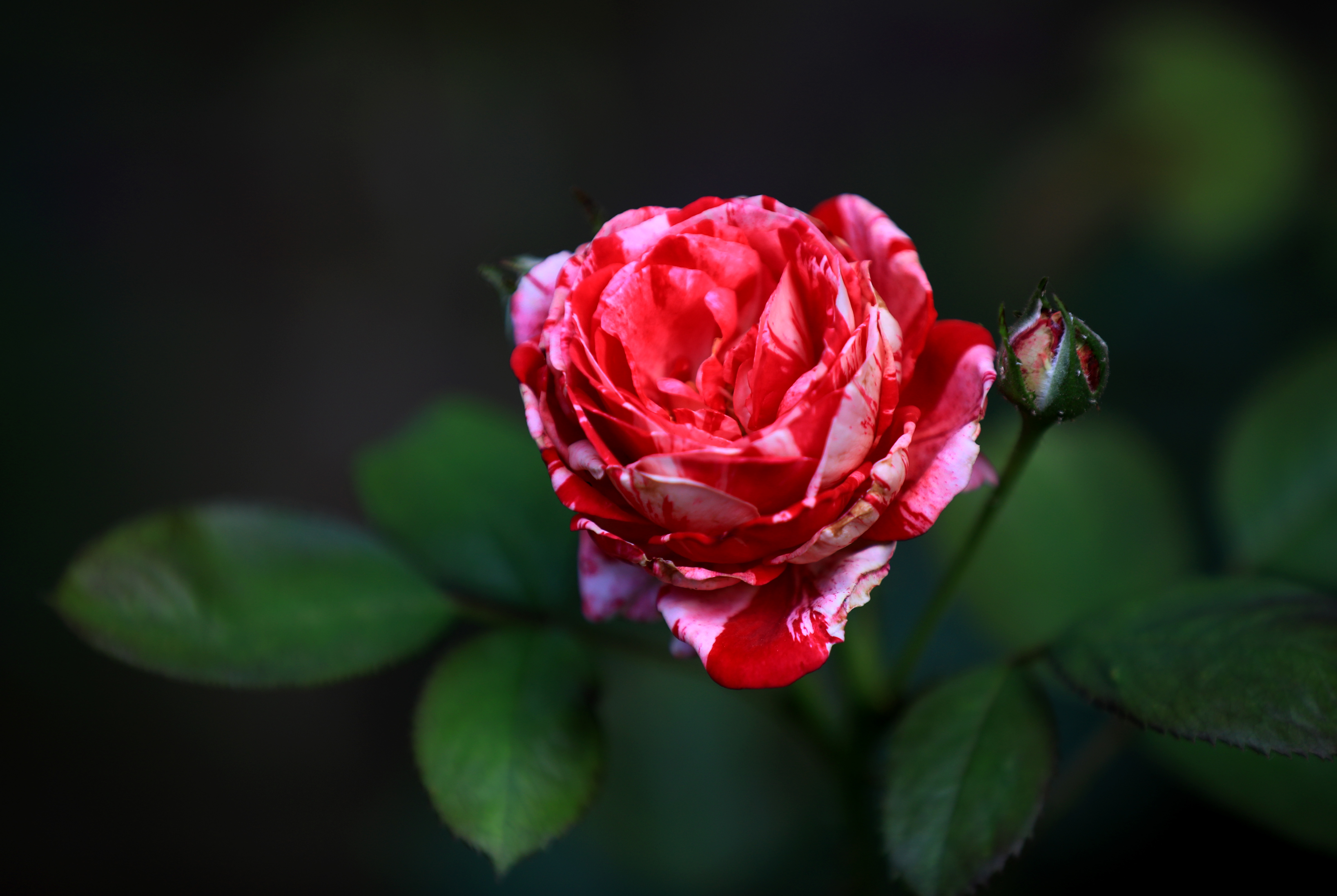 Chinese roses bloom on June 7, 2023 in Qingyan Garden, Huai'an City, Jiangsu Province. They are understood to be the first batch of roses to bloom there this year. /CNSPHOTO
