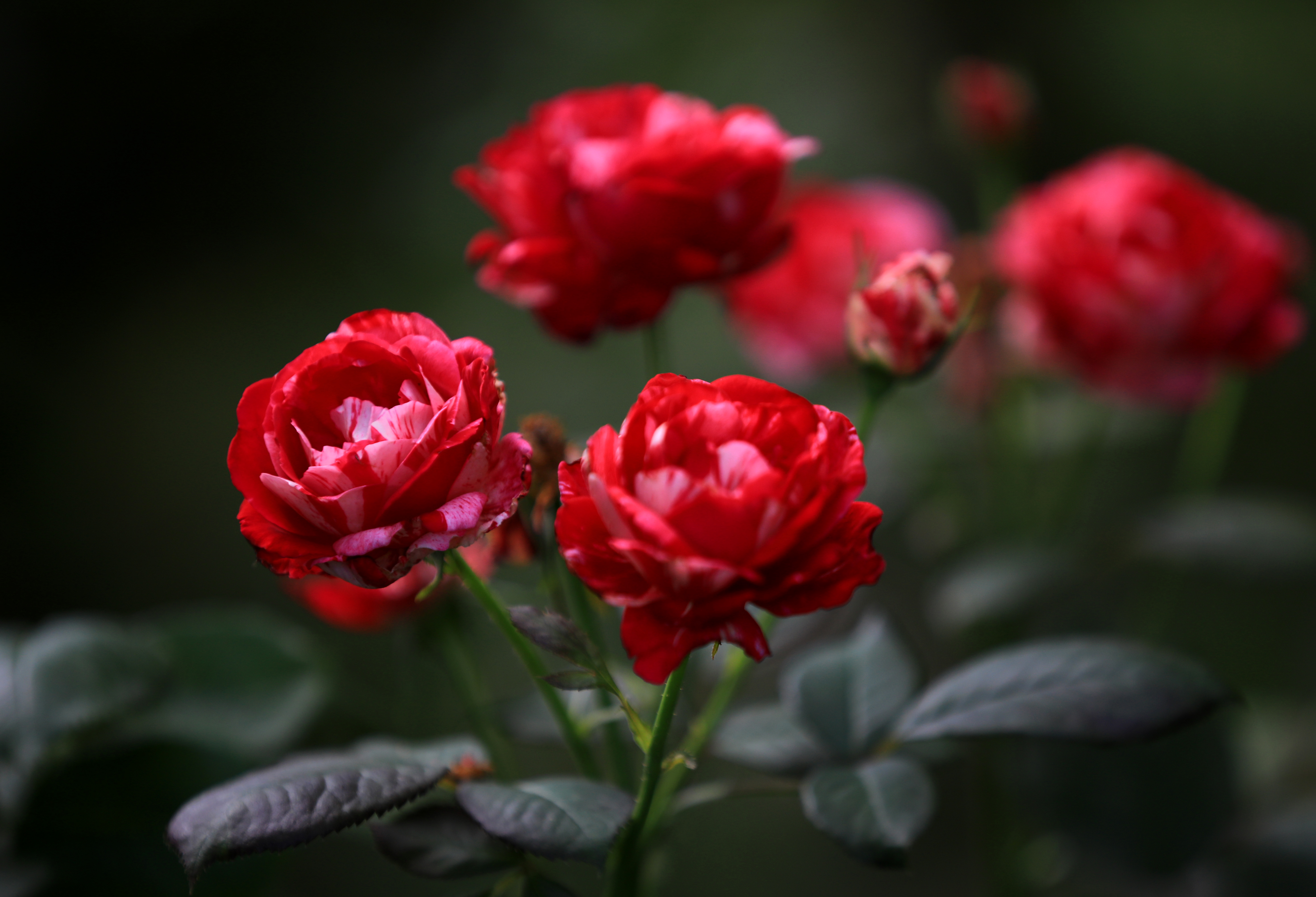 Chinese roses bloom on June 7, 2023 in Qingyan Garden, Huai'an City, Jiangsu Province. They are understood to be the first batch of roses to bloom there this year. /CNSPHOTO