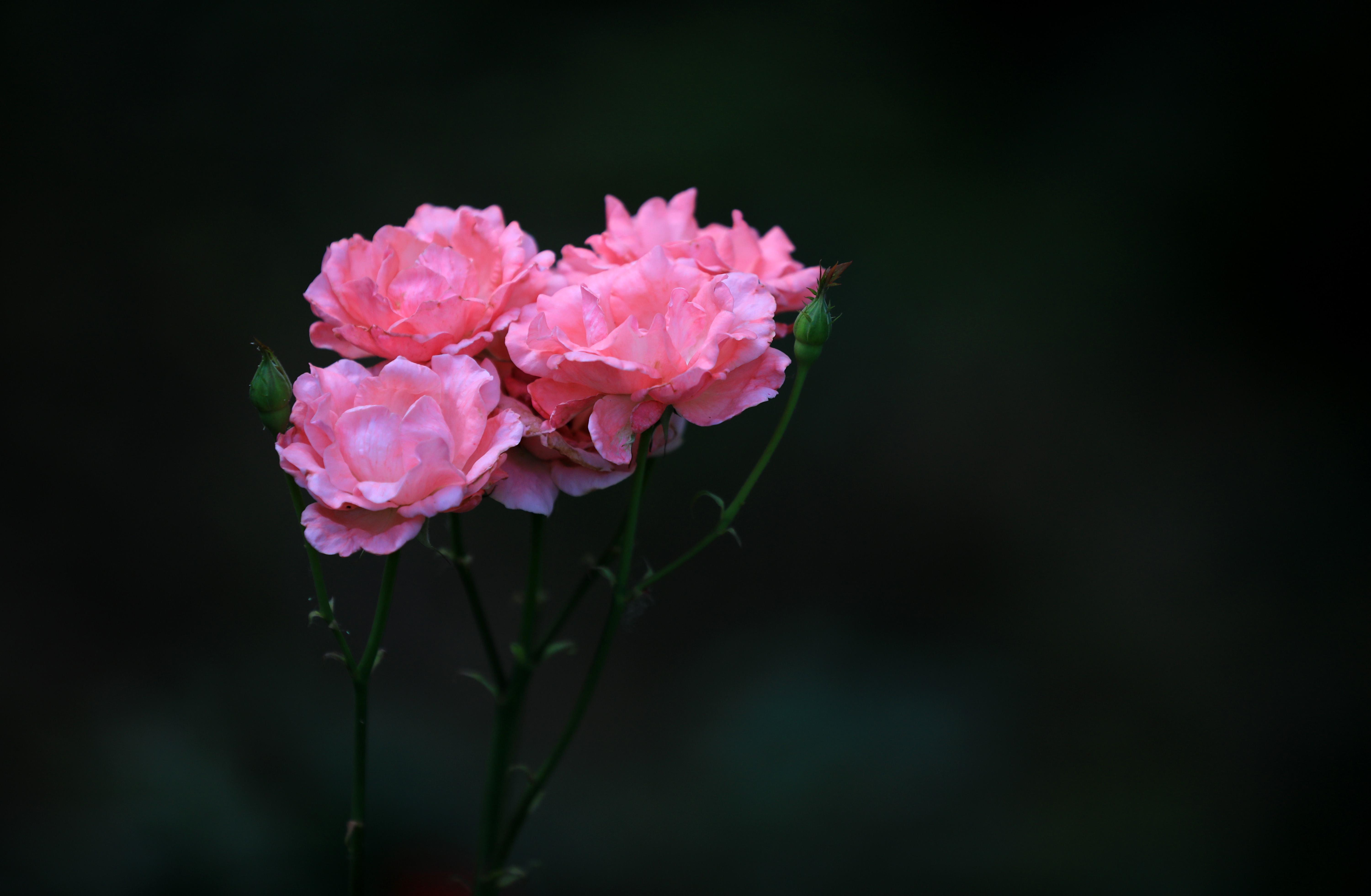 Chinese roses bloom on June 7, 2023 in Qingyan Garden, Huai'an City, Jiangsu Province. They are understood to be the first batch of roses to bloom there this year. /CNSPHOTO