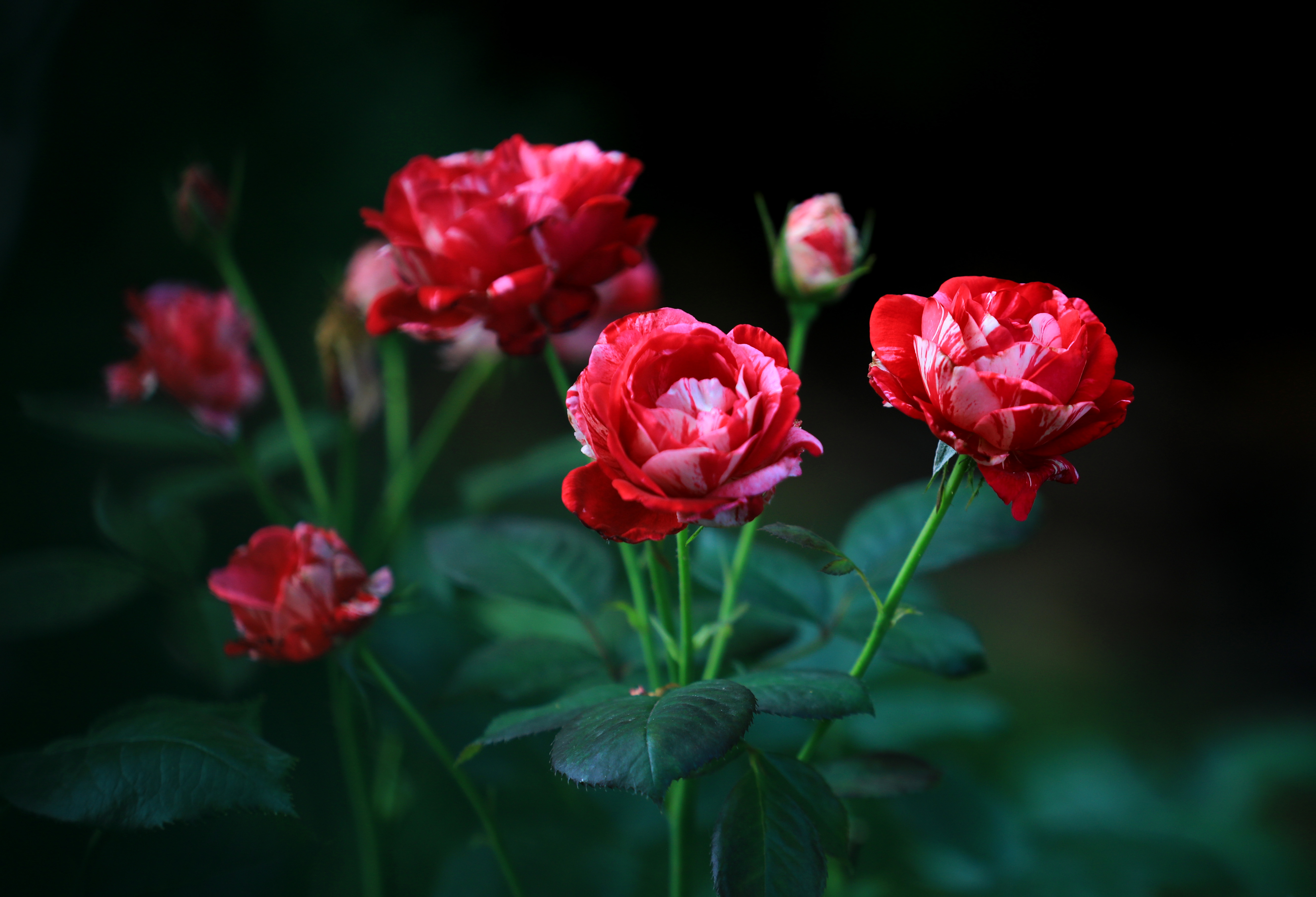 Chinese roses bloom on June 7, 2023 in Qingyan Garden, Huai'an City, Jiangsu Province. They are understood to be the first batch of roses to bloom there this year. /CNSPHOTO