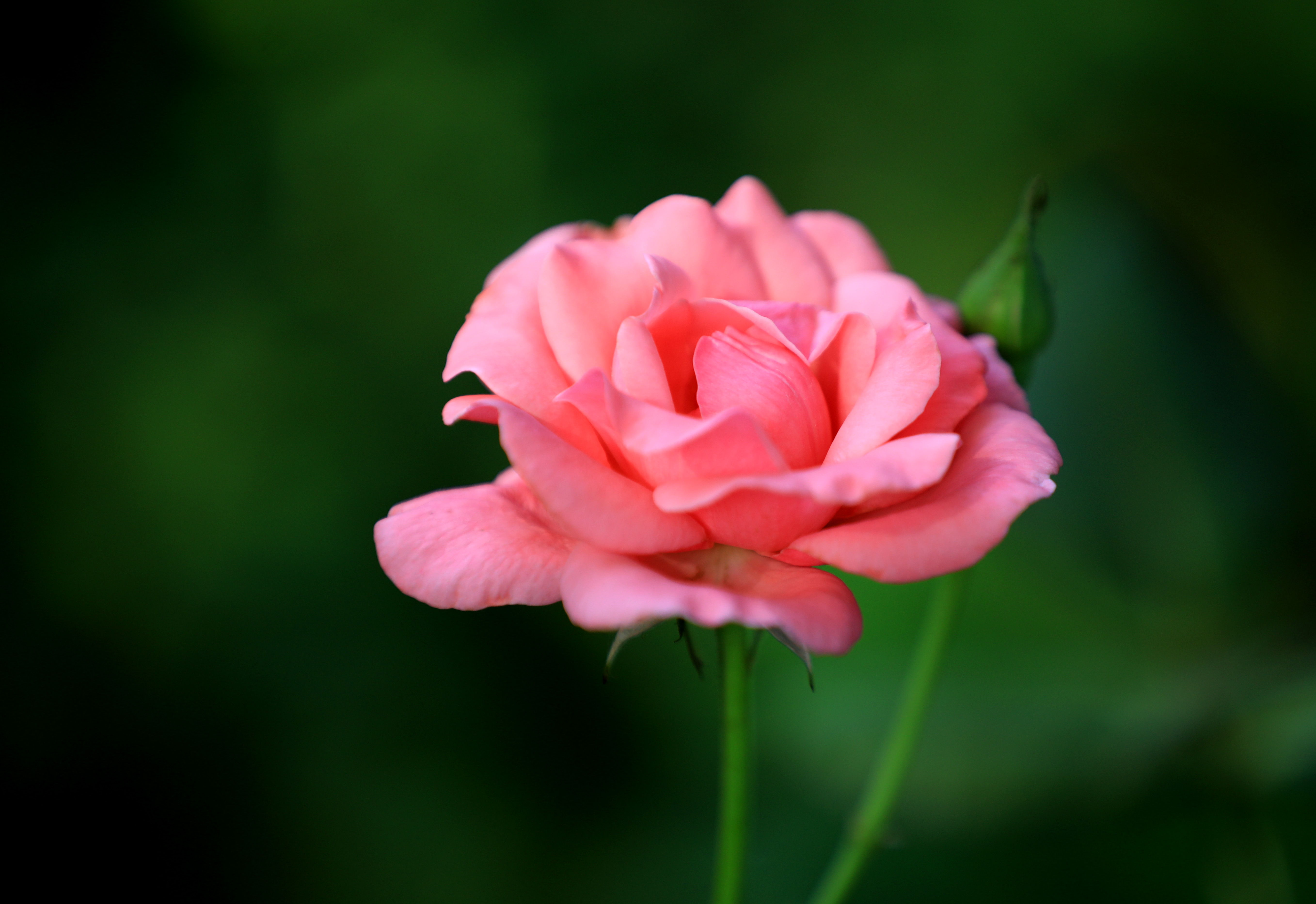 Chinese roses bloom on June 7, 2023 in Qingyan Garden, Huai'an City, Jiangsu Province. They are understood to be the first batch of roses to bloom there this year. /CNSPHOTO